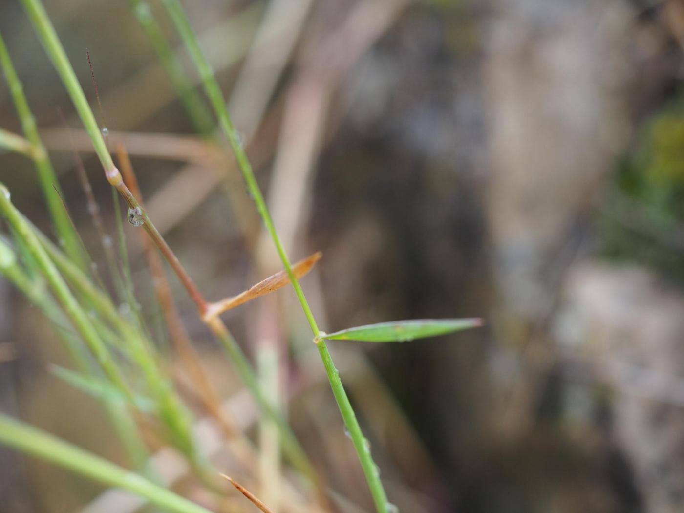 Goat grass, Barbed leaf